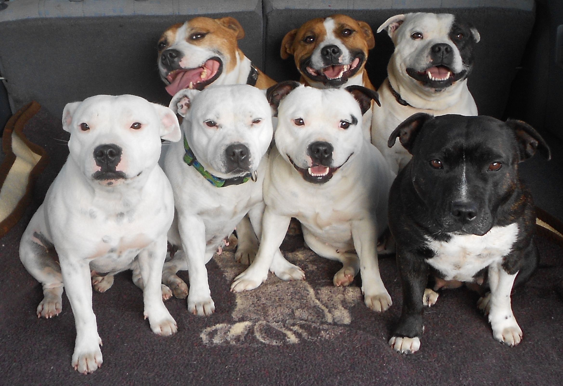 Staffordshire Bull Terrier Wallpapers Images Photos Pictures Backgrounds