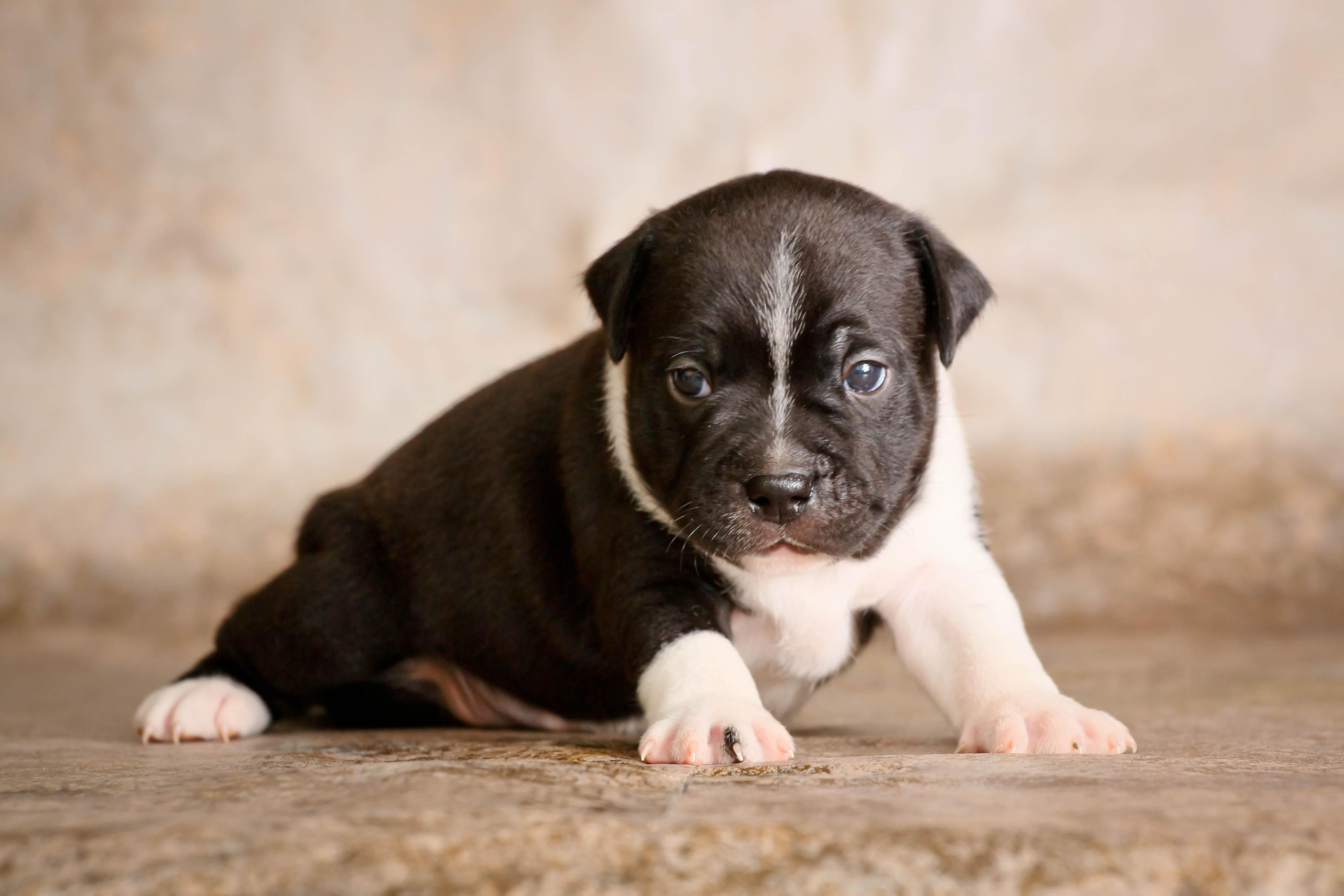 Staffordshire Bull Terrier Wallpapers Hd