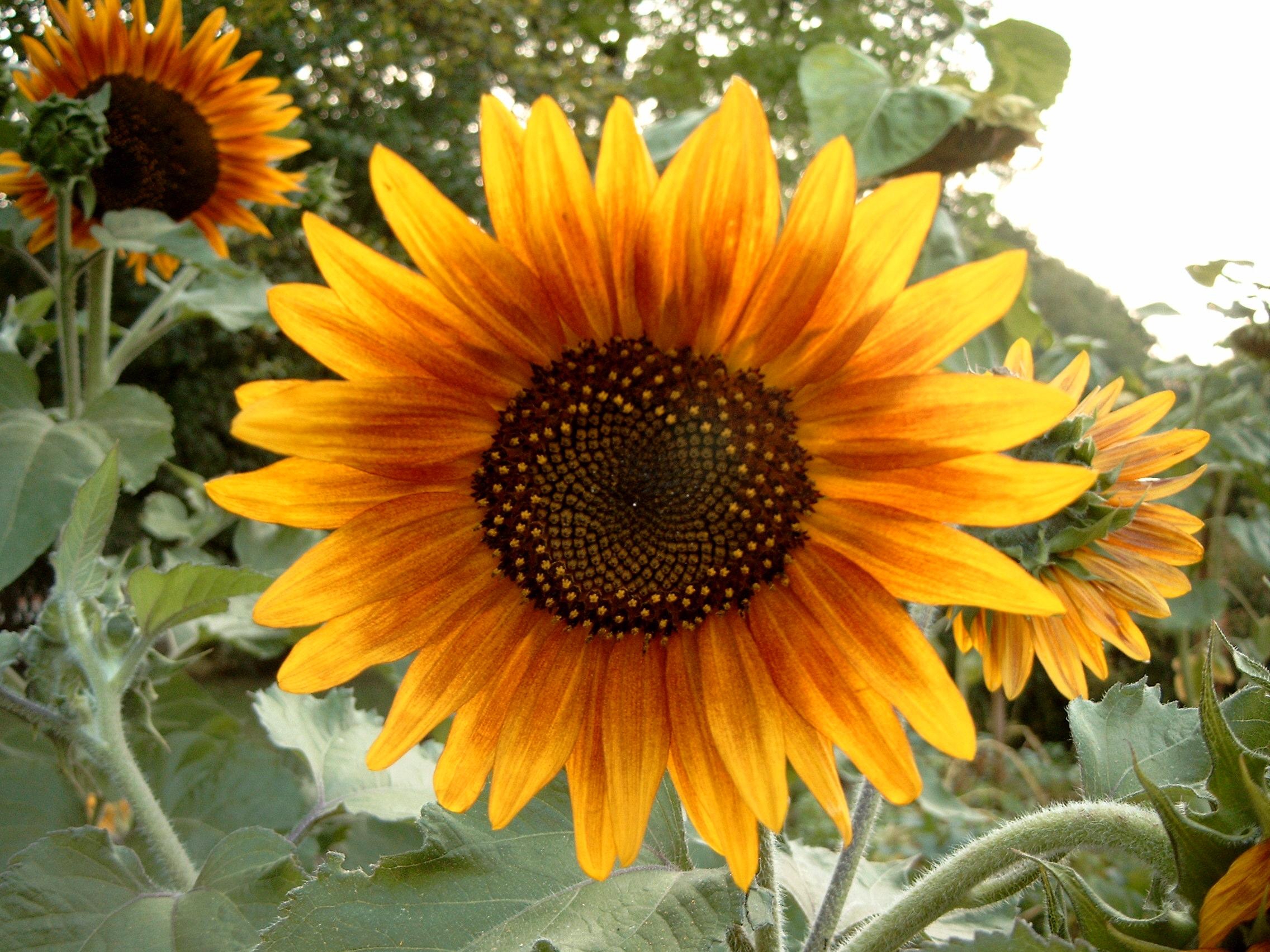 sunflower-wallpapers-images-photos-pictures-backgrounds