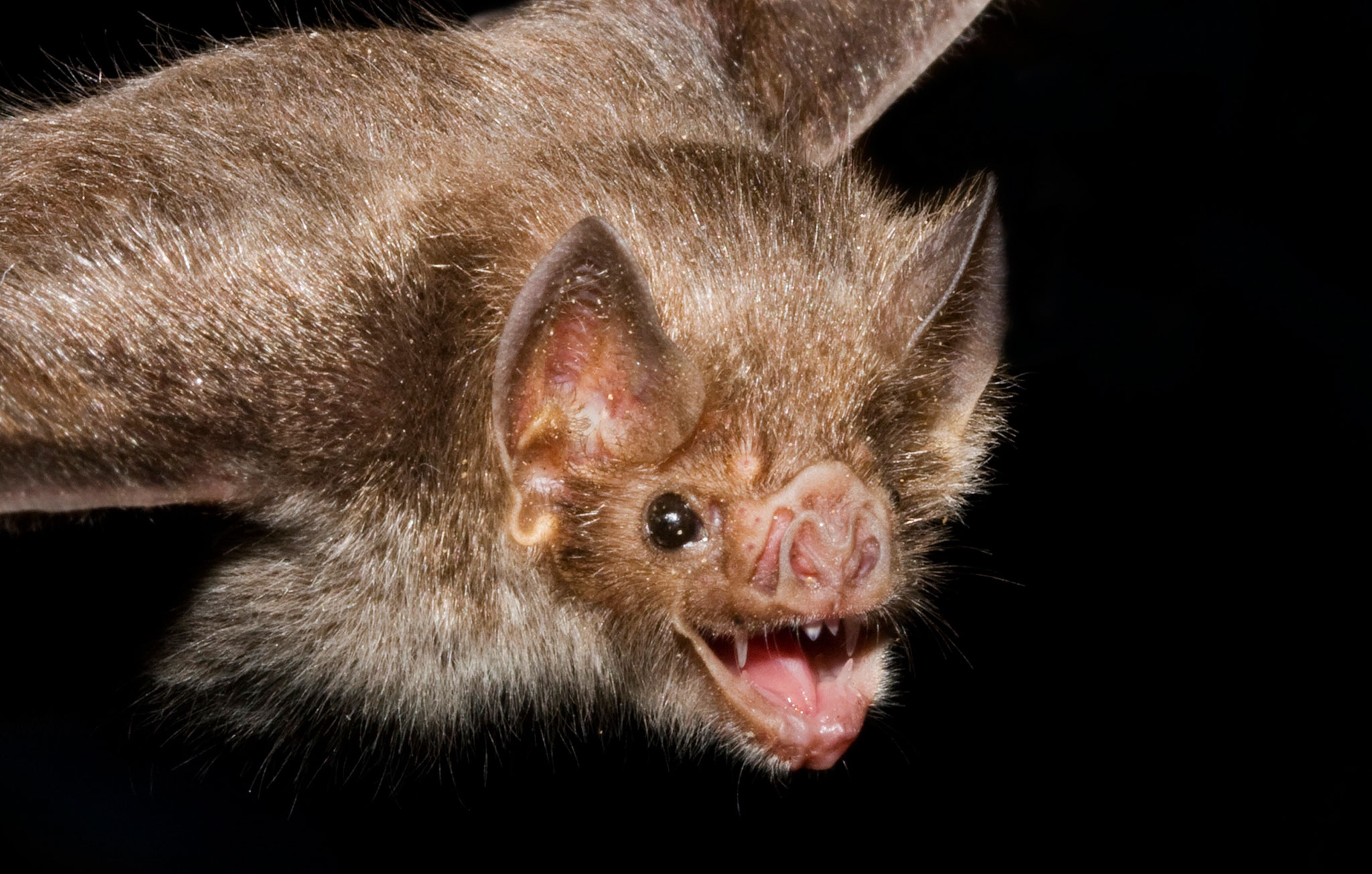 Vampire Bat Wallpapers Images Photos Pictures Backgrounds