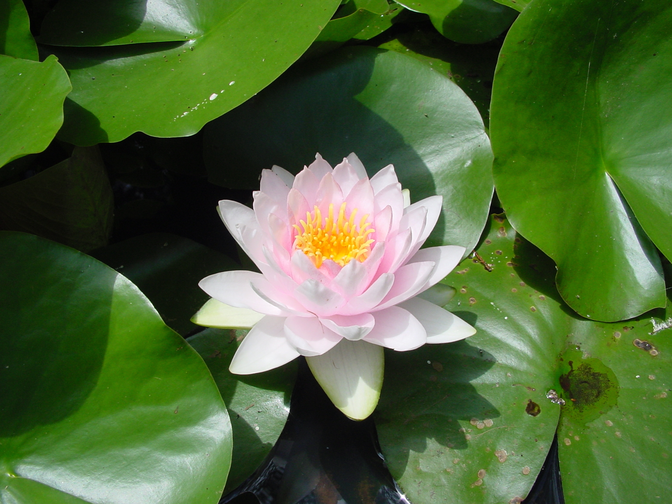 Water Lily Wallpapers Images Photos Pictures Backgrounds