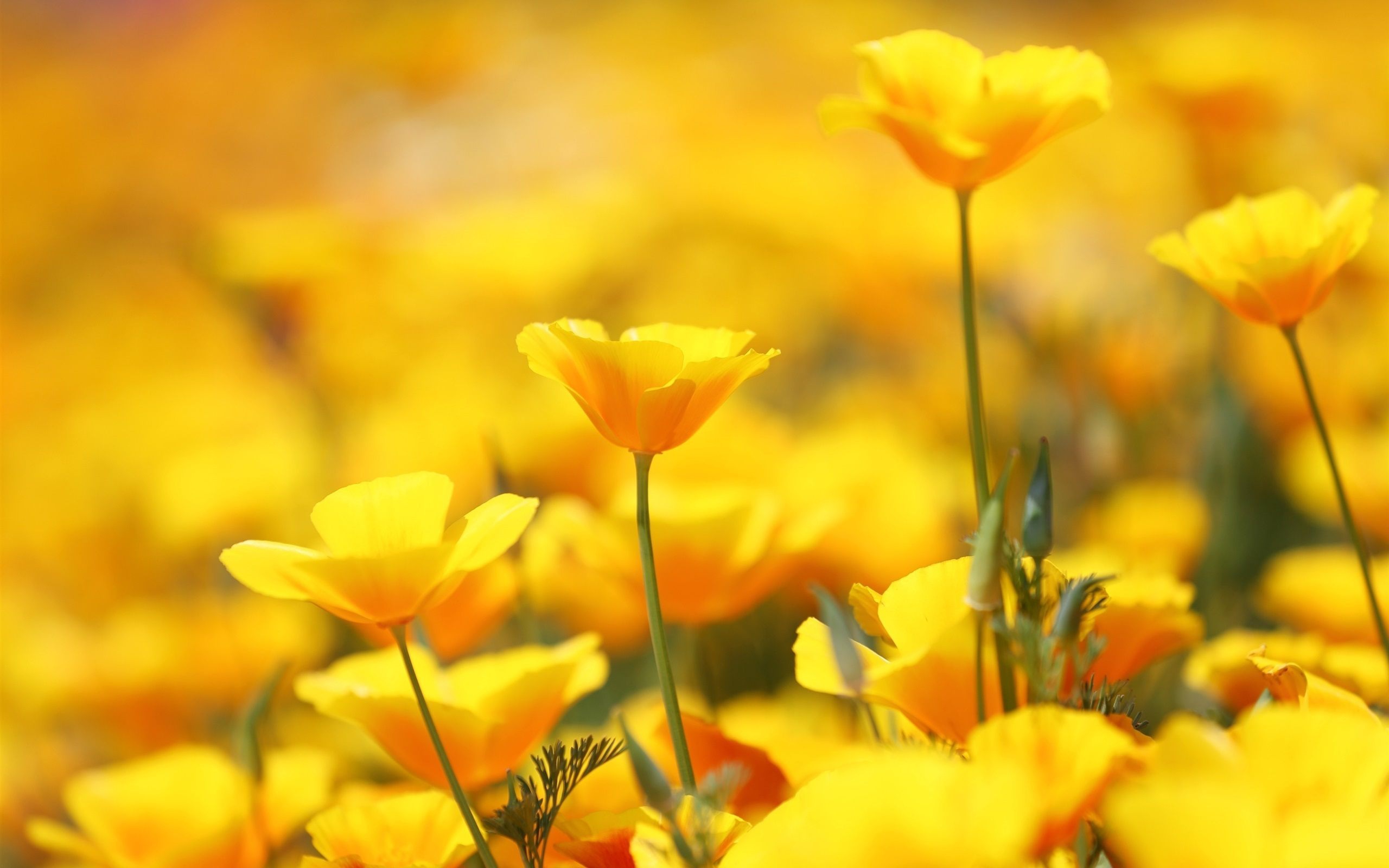 Yellow Flowers Wallpaper