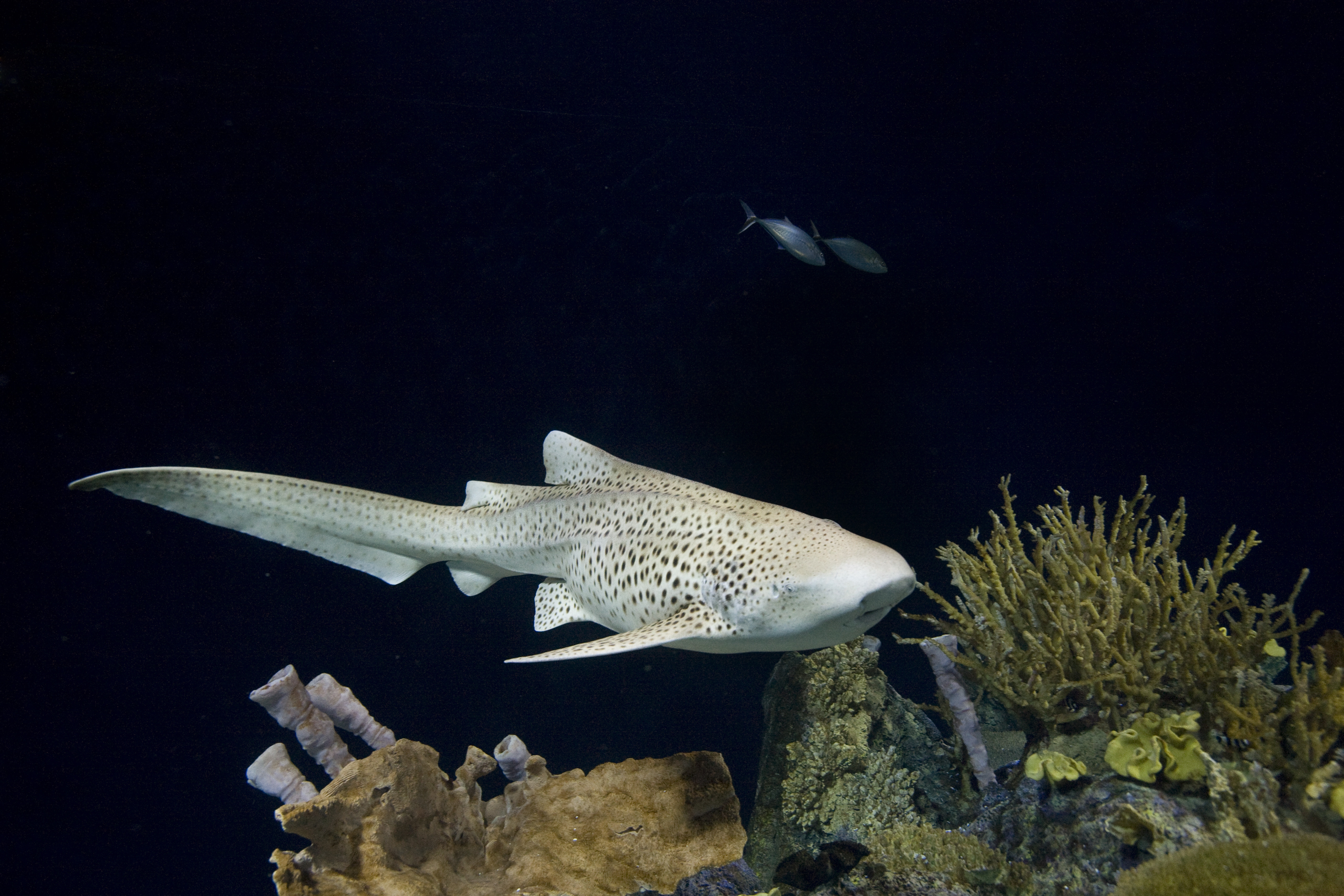 Зебровая акула красивые фото и картинки