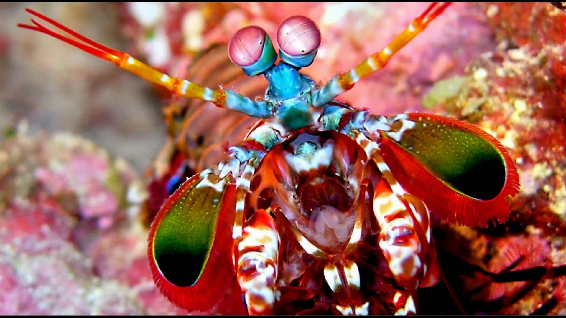 Mantis Shrimp Wallpapers Images Photos Pictures Backgrounds