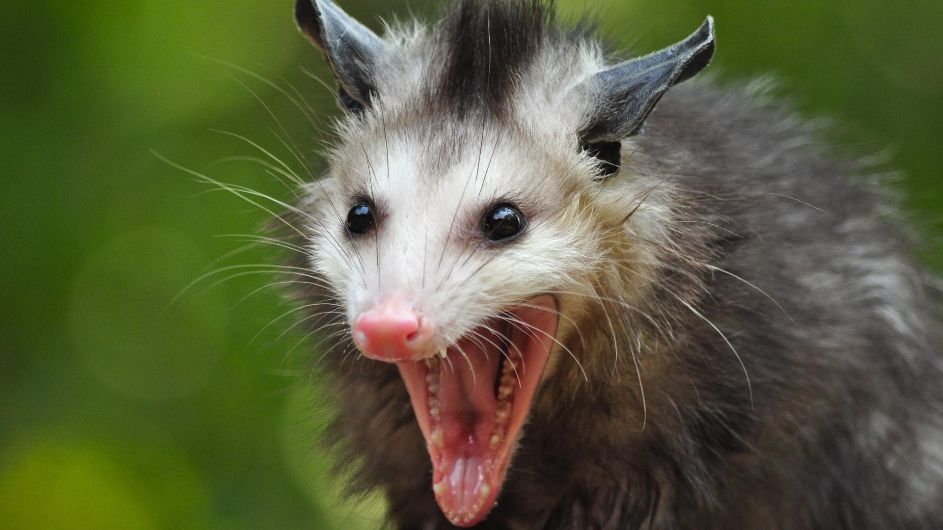 Opossum And Raccoon Wallpaper