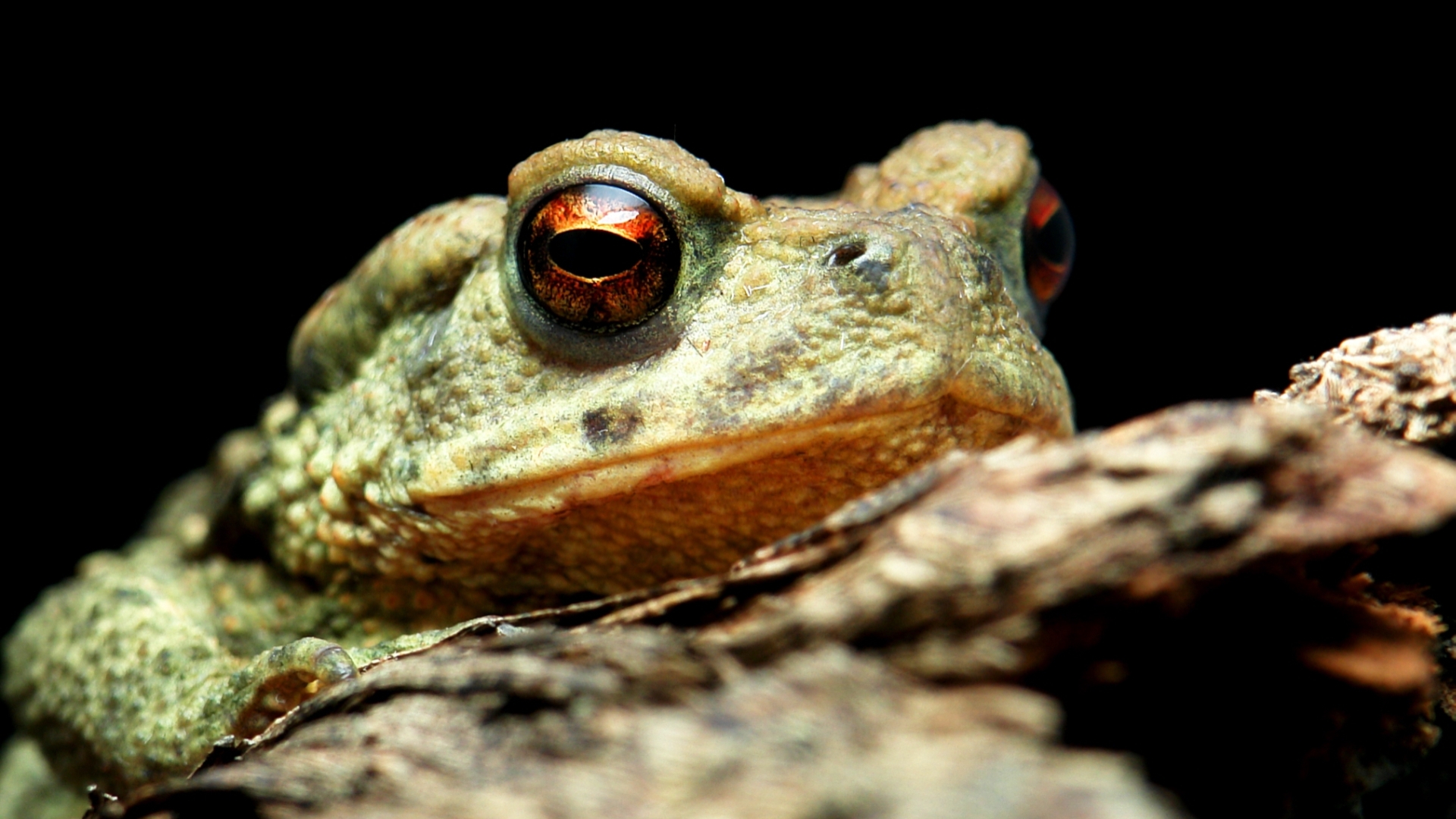 Toad Wallpapers Images Photos Pictures Backgrounds