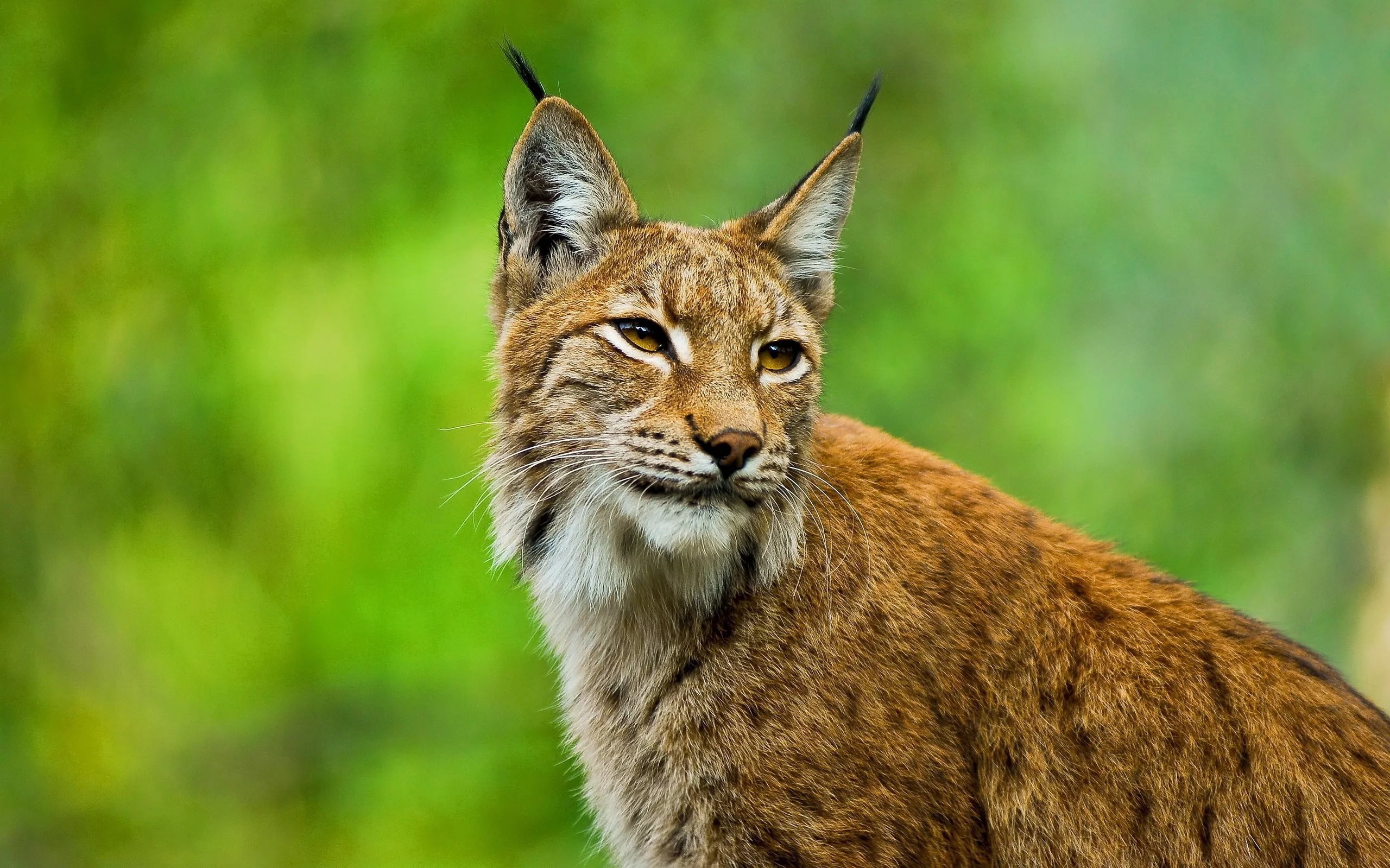 lynx Wallpapers Images Photos Pictures Backgrounds