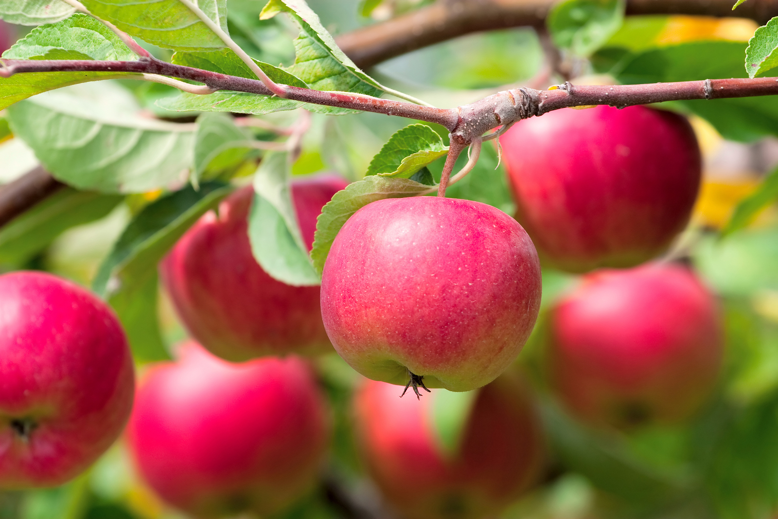 Are Apple Trees Indigenous To America