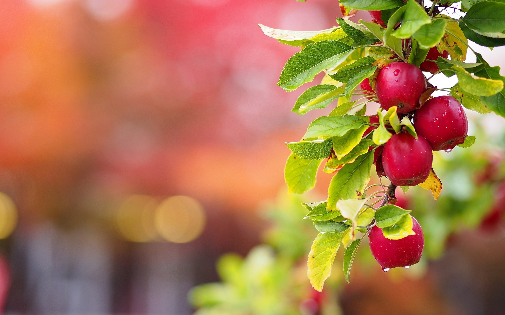 Apple Tree Wallpapers Images Photos Pictures Backgrounds