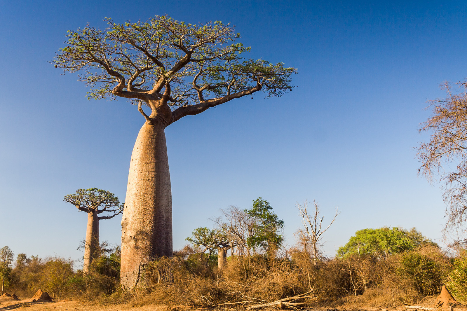 Baobab Full HD