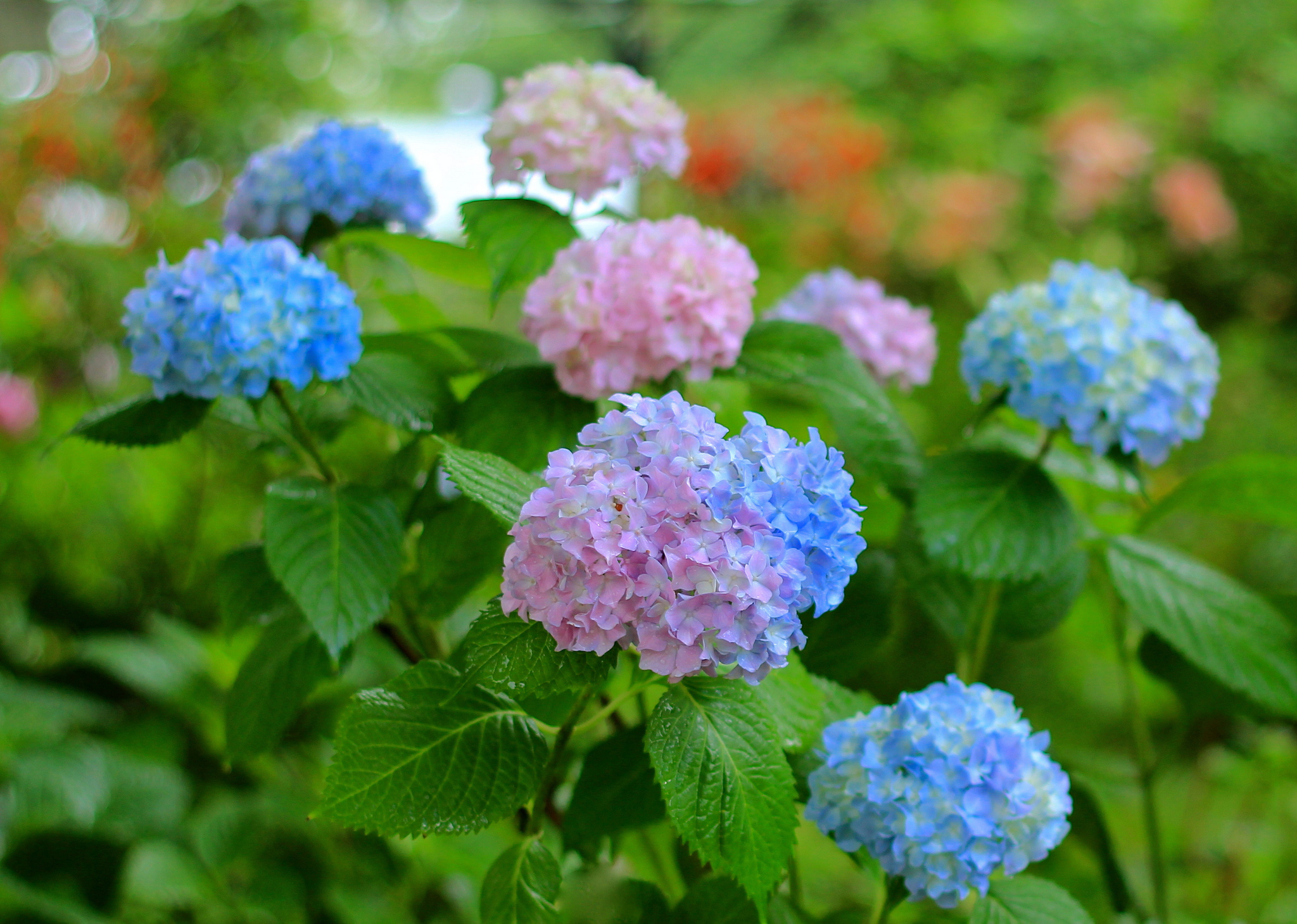Hydrangea Wallpapers Images Photos Pictures Backgrounds HD Wallpapers Download Free Images Wallpaper [wallpaper981.blogspot.com]