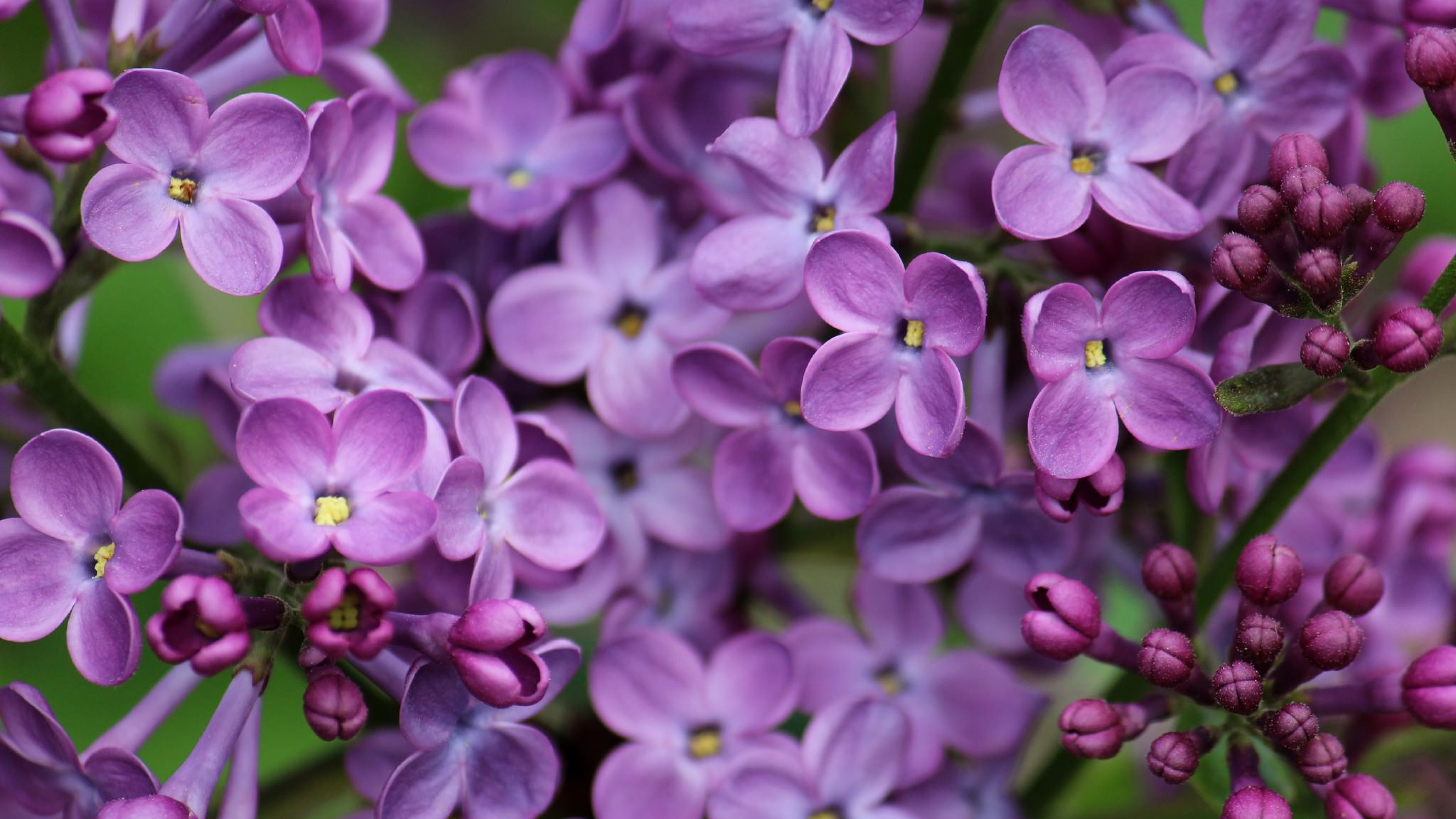 Lilac Flower Pics : Lilac Flower Flowers Flowerinfo | Dozorisozo