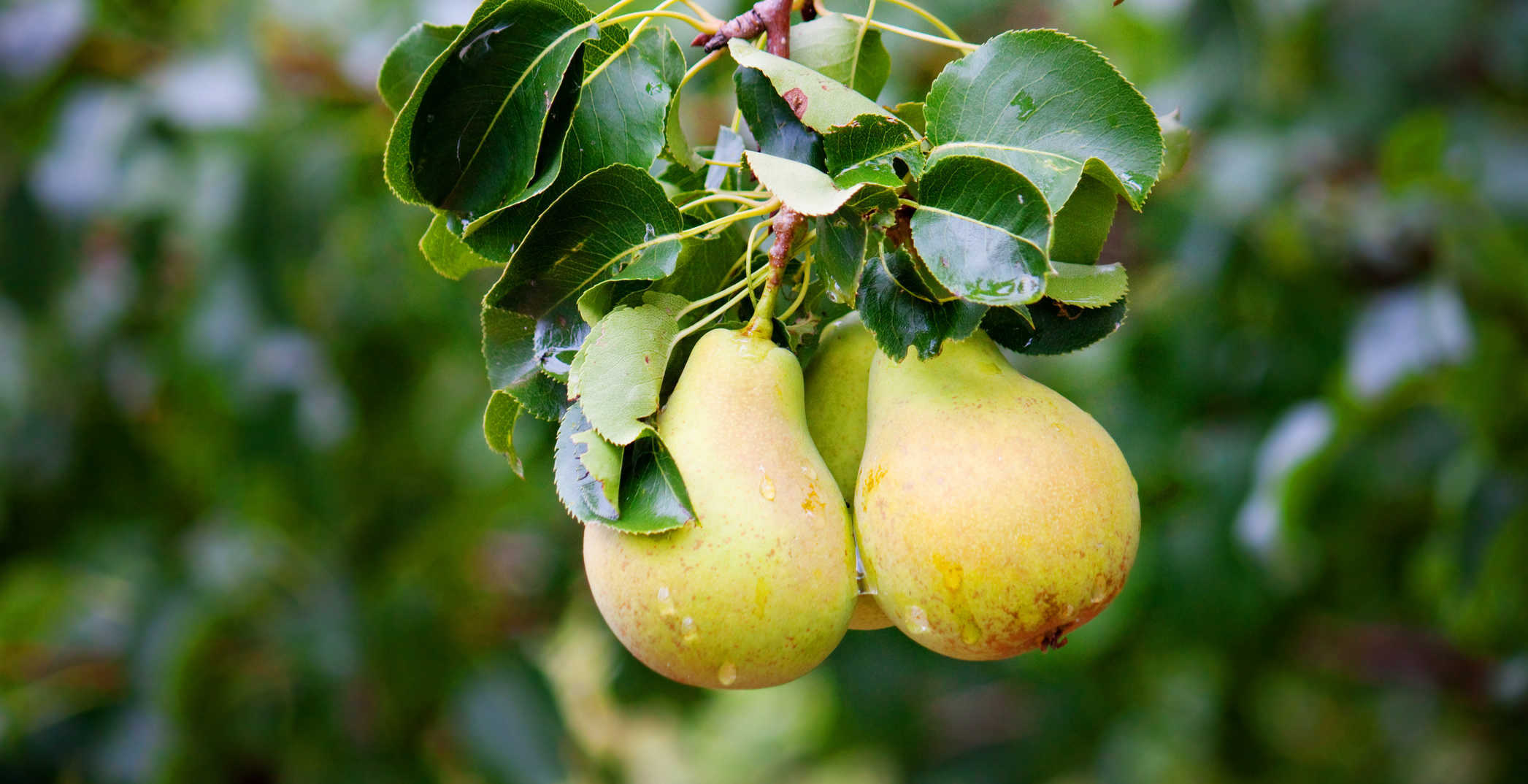 Pear tree Wallpapers Images Photos Pictures Backgrounds