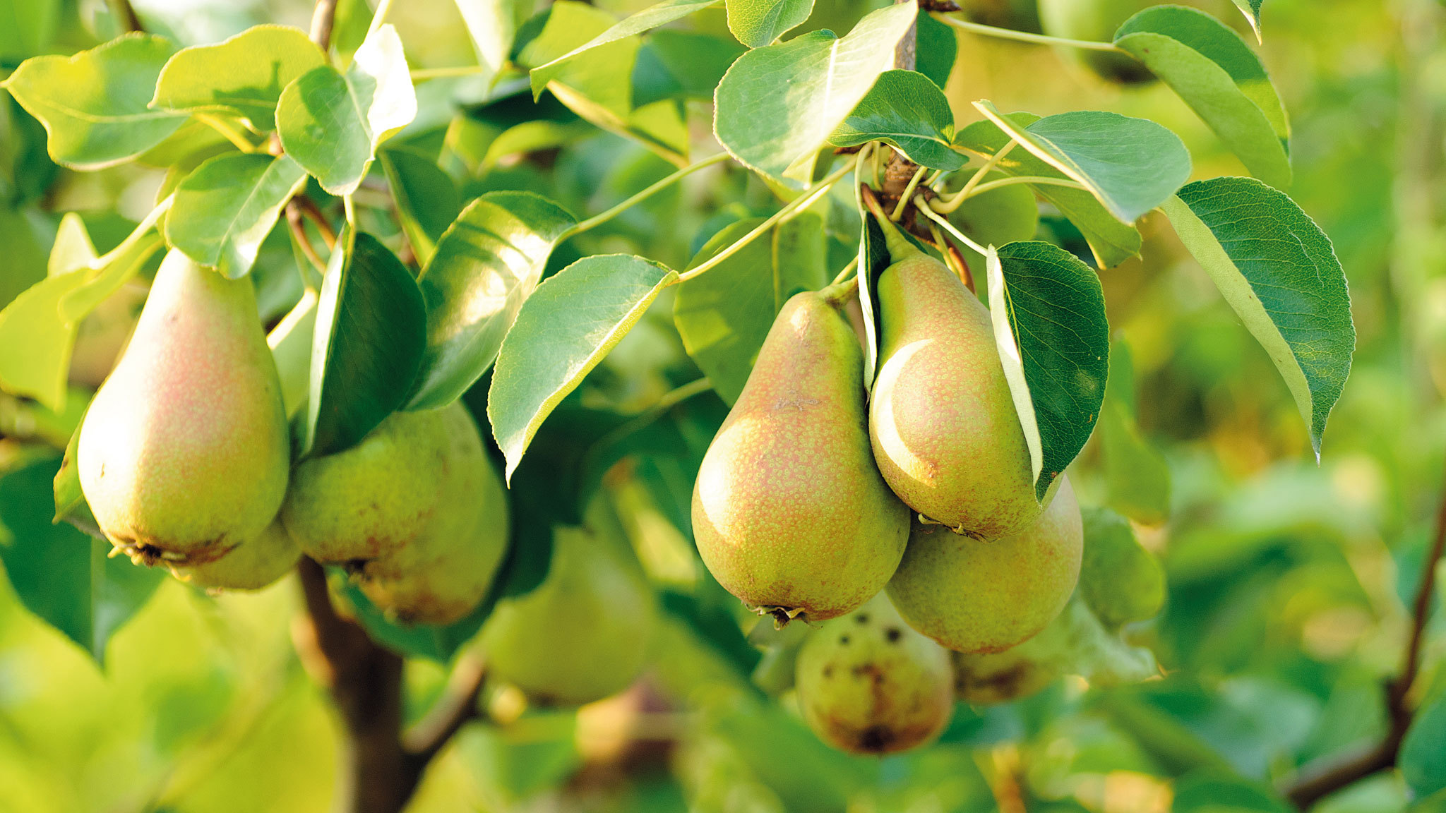 Asian pear tree in kentucky