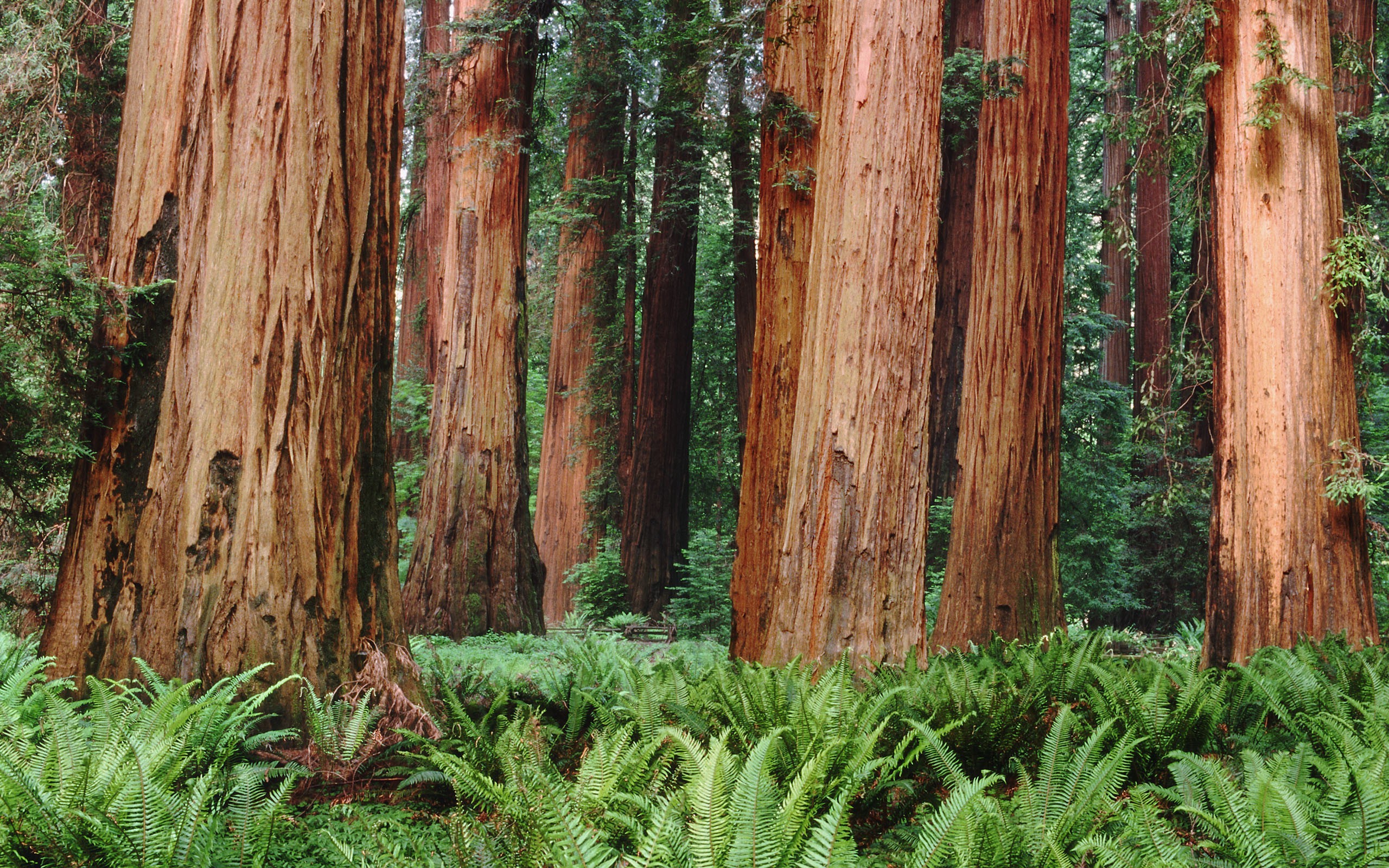 Redwood Wallpapers Images Photos Pictures Backgrounds