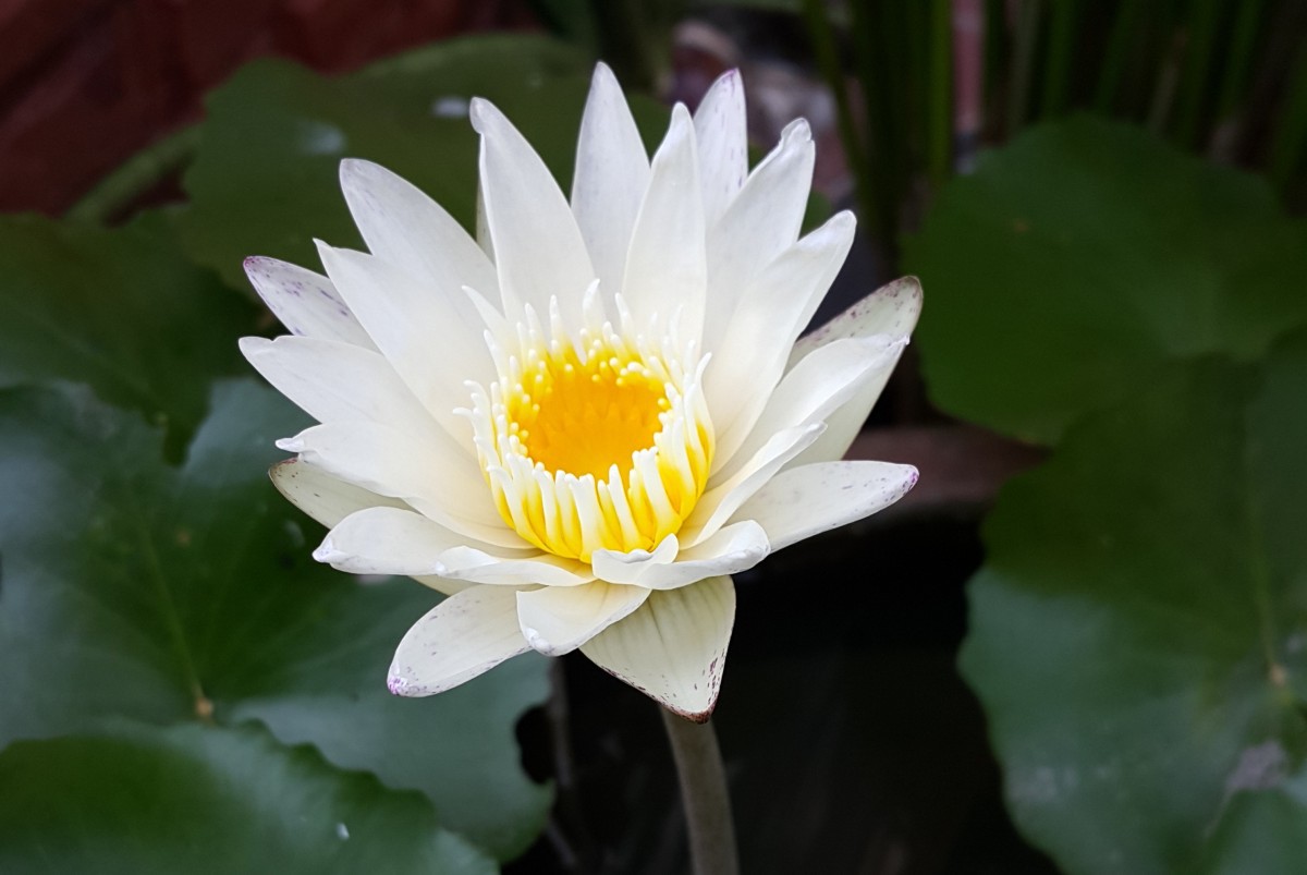 White Lotus HD Desktop