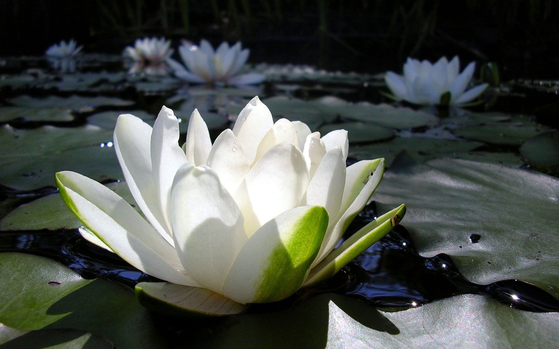 White Lotus Wallpapers HD