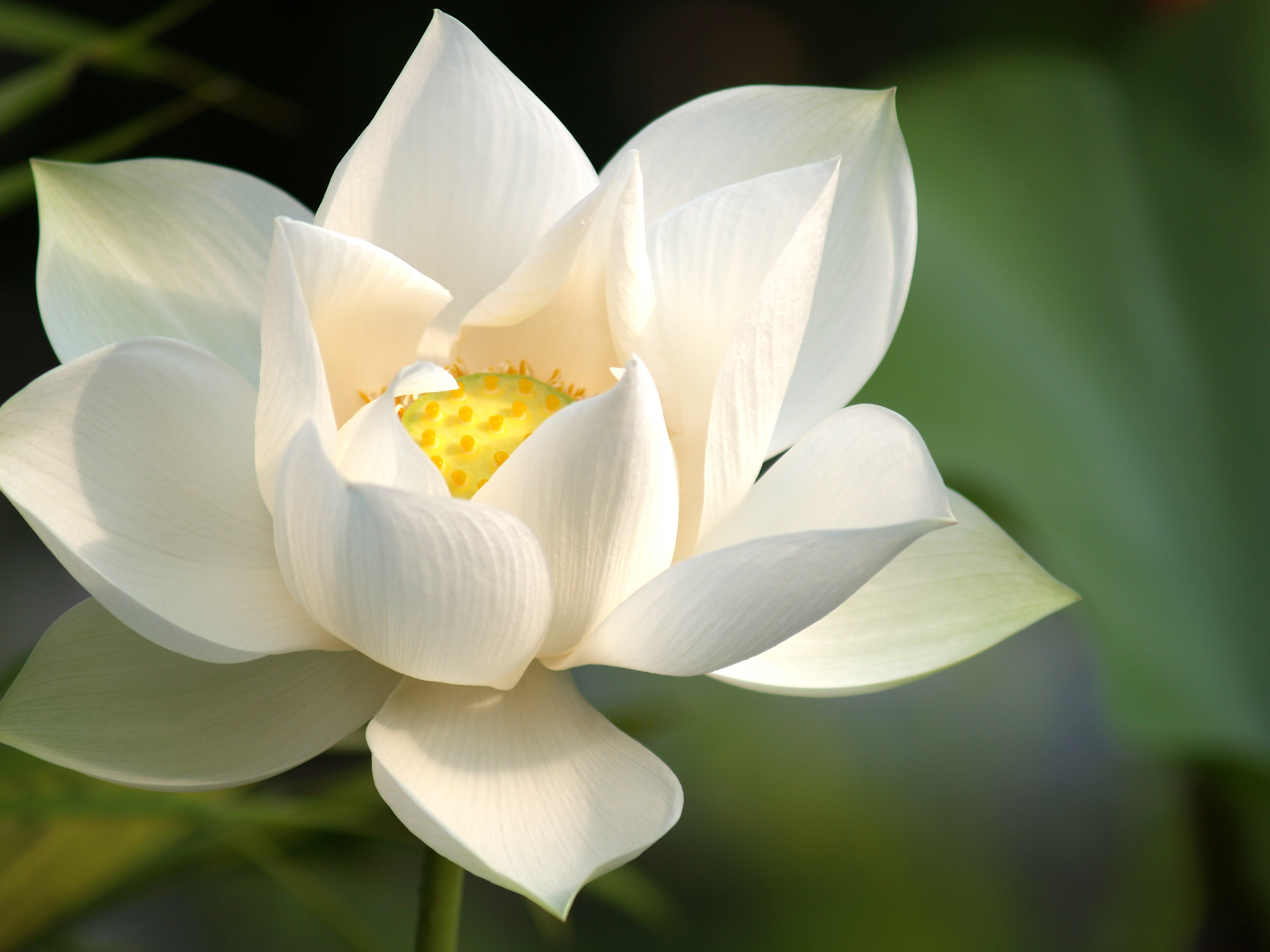 white lotus - photo #1