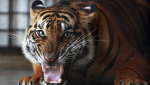 Best Images Of Tiger