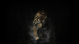 Tiger Computer Backgrounds