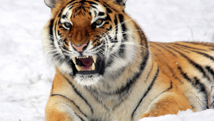 Tiger Desktop Images