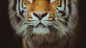 Tiger Desktop For Iphone