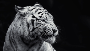 Tiger Free HD Wallpapers