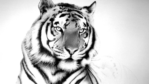 Tiger Wallpaper For Computer