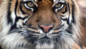 Tiger Widescreen