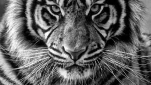 Tiger Iphone HD Wallpaper