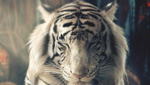 Tiger Iphone Wallpapers