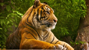 Angry Tiger Photo