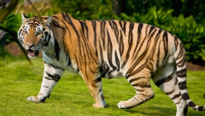 Background Tiger