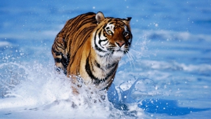 Colorful Tiger Background