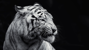 Picture Of A Tiger