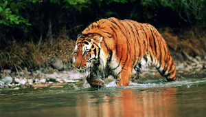 Tiger Print Background
