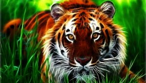 Tigers Images
