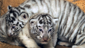 Baby White Tiger Wallpaper