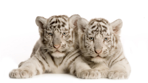 Cute Baby White Tiger Cubs Widescreen