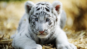 Cute White Tiger Baby
