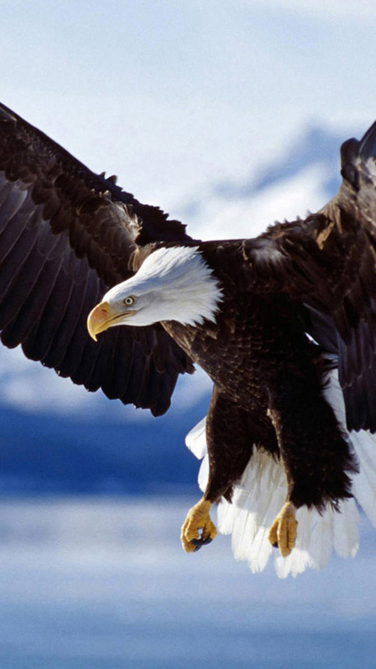 Eagle Wallpapers Images Photos Pictures Backgrounds