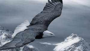Eagle Wallpaper For Android