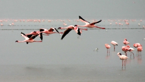 Flamingo HD