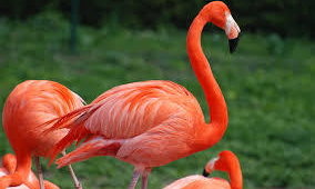 Flamingo HD Background