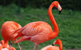 Flamingo HD Background
