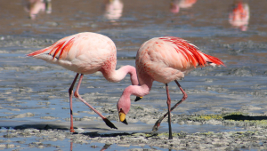 Flamingo HD Desktop