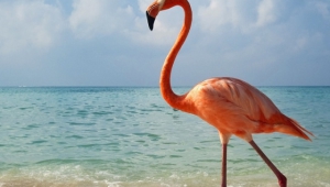 Flamingo High Quality Wallpapers For Iphone