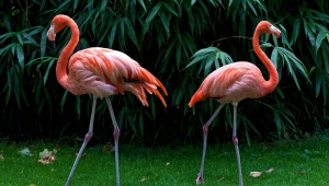 Flamingo Images