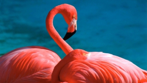 Flamingo Screenshots