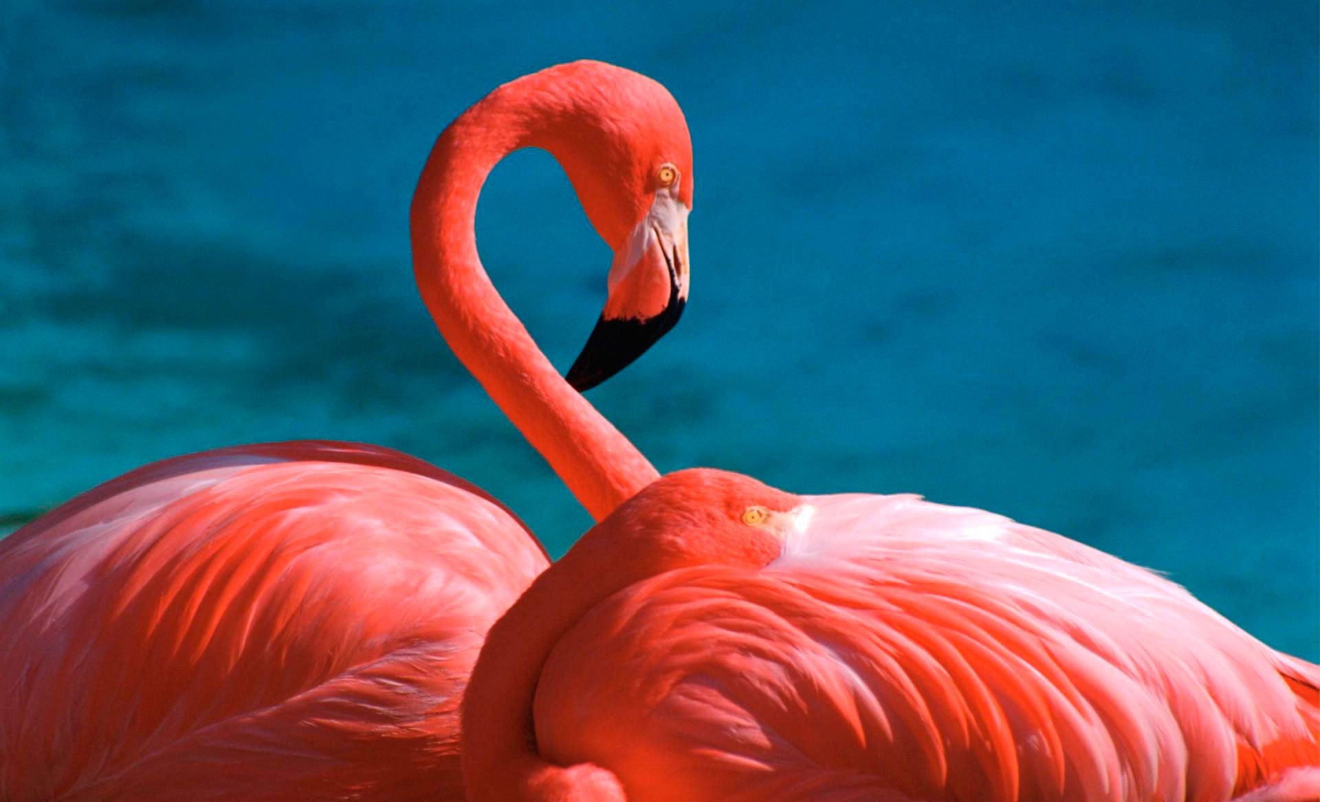 flamingo images only